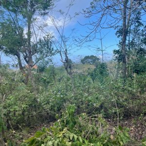 land for sale in pecatu