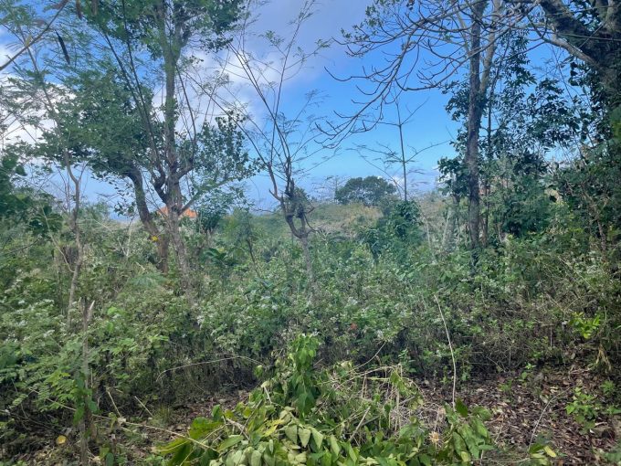 land for sale in pecatu