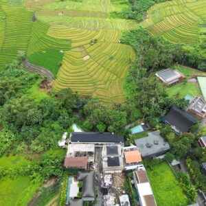 Amandine tumbah bayuh