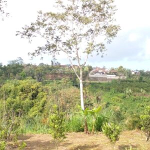 villa tiyingan pelaga