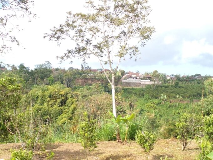 Dijual villa kebun pelaga petang
