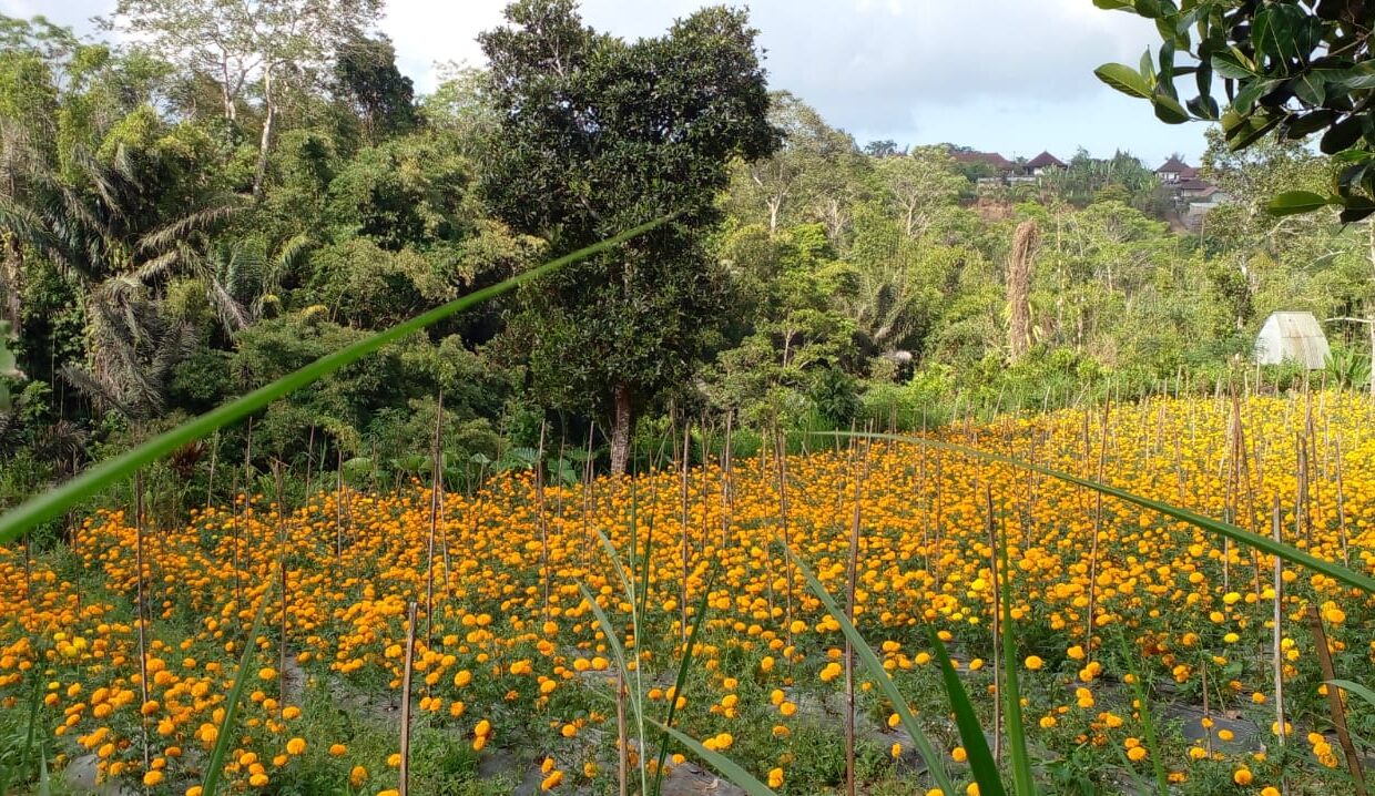 WhatsApp Image 2024-09-10 at 9.13.11 AM